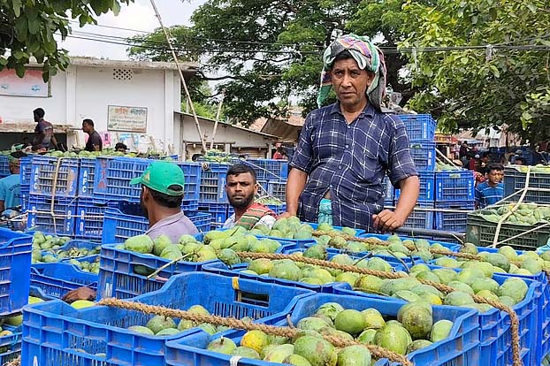 বাজারে রাজশাহীর হিমসাগর: সরবরাহ বাড়লেও ক্রেতা কম