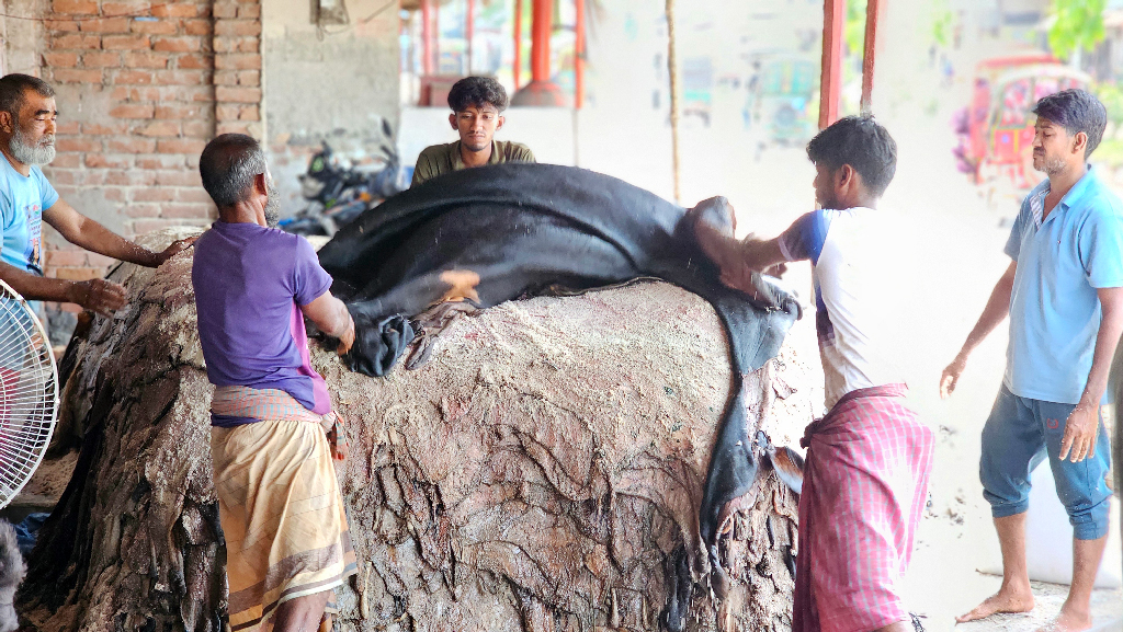 এবারও সিণ্ডিকেটের কাছে ধরাশায়ী মৌসুমি চামড়া ব্যবসায়ীরা!