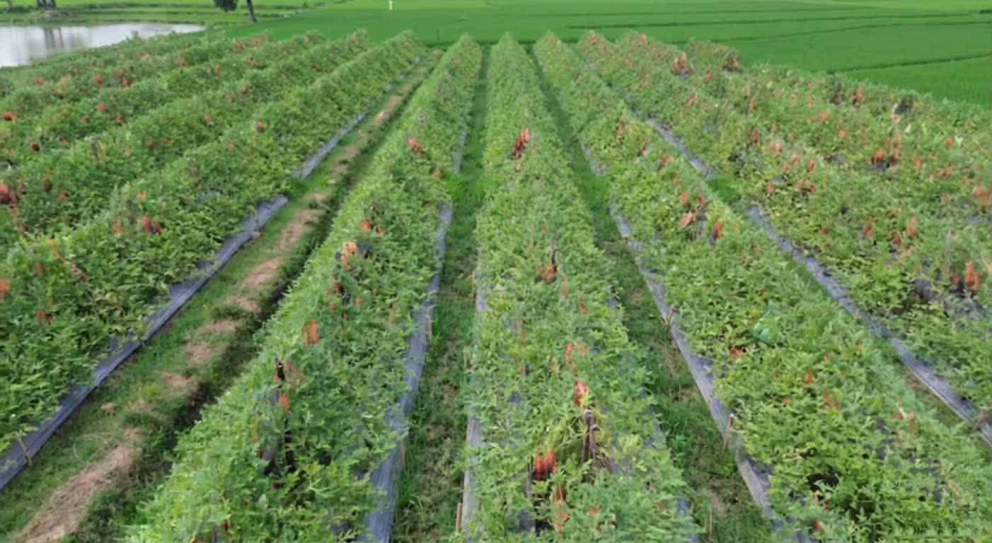 নিয়ামতপুরে গ্রীষ্মকালীন তরমুজ চাষে সাফল্য